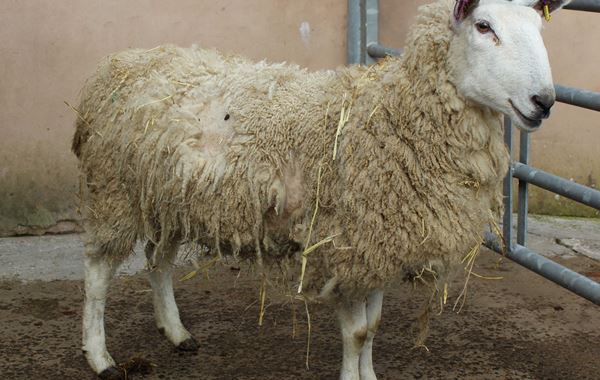Sheep Lice