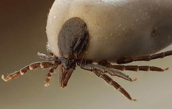 Ticks in Sheep