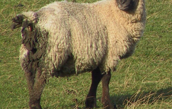 Roundworms in Sheep excluding Nematodirus