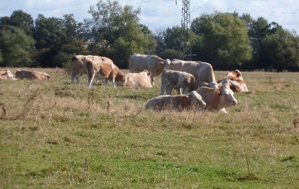 Bovine TB