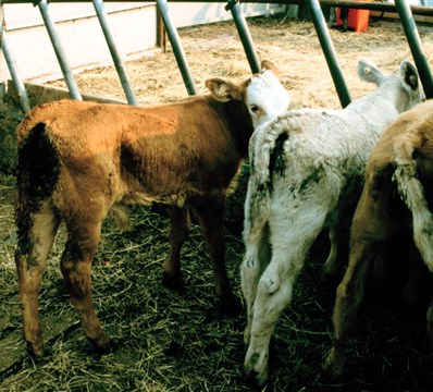 Coccidiosis in calves