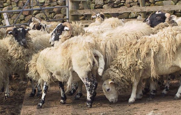 Sheep Scab