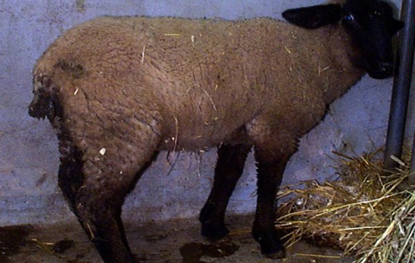 Coccidiosis in lambs