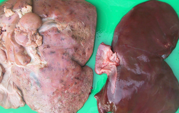Liver Fluke in Sheep