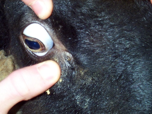 Haemonchosis