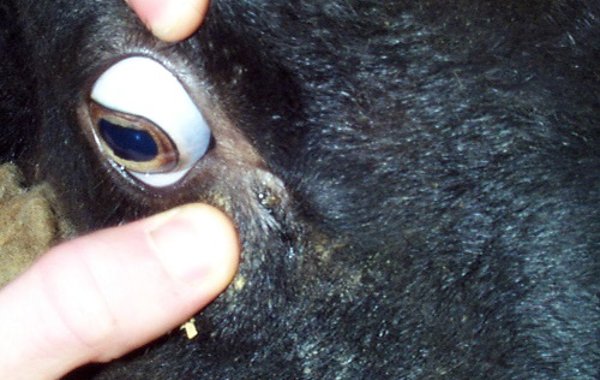 Haemonchosis