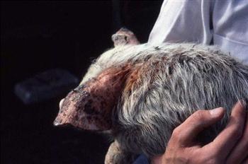 Greasy Pig Disease