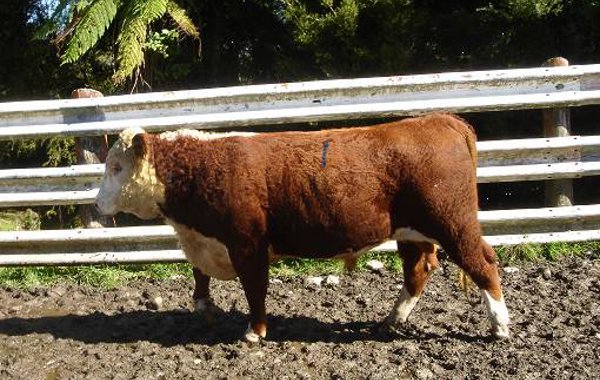 Castration of calves