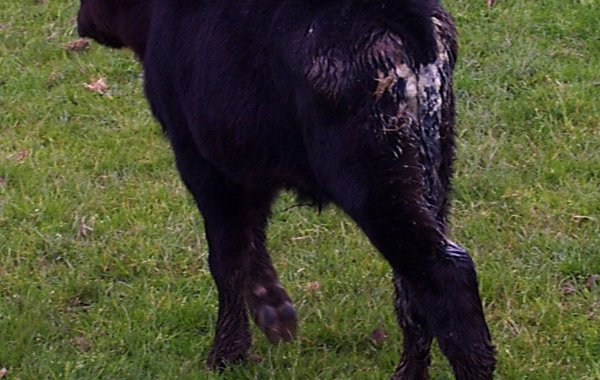 Calf Scour