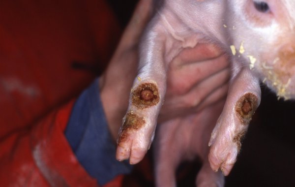 Joint Ill in Piglets