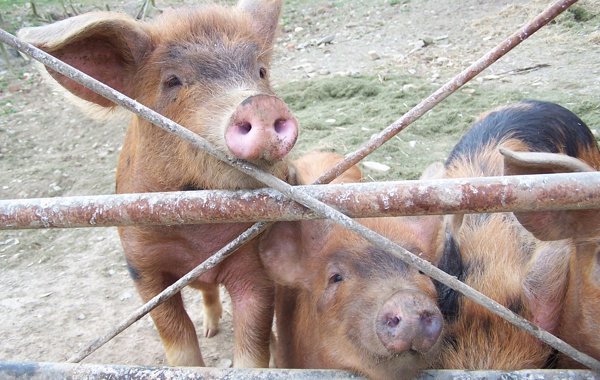 Husbandry & Handling young pigs