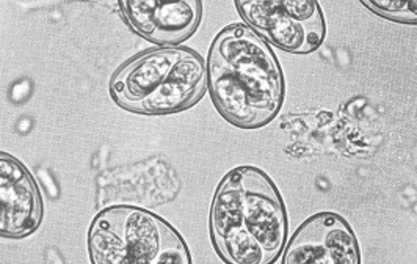 Control of Coccidiosis