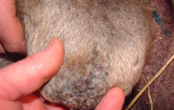 Chorioptic Mange