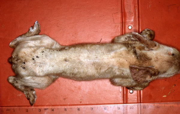 Piglet Scour