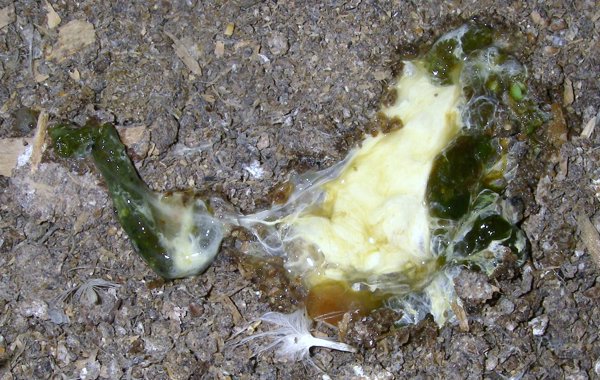 Newcastle Disease