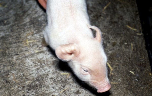 Porcine Reproductive Respiratory Syndrome (PRRS) in the Breeding Herd