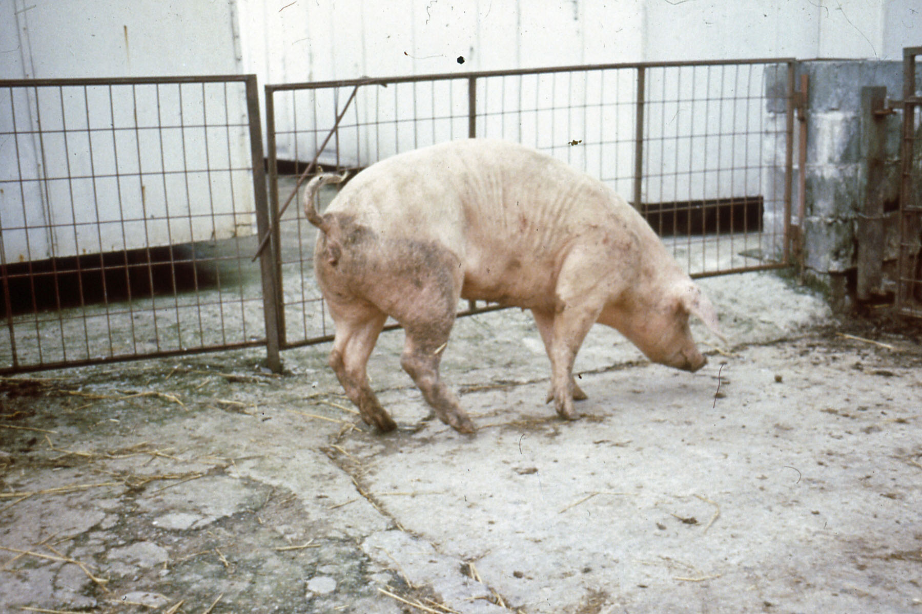 Lameness in Breeding Stock