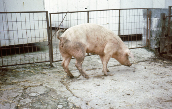 Lameness in Breeding Stock