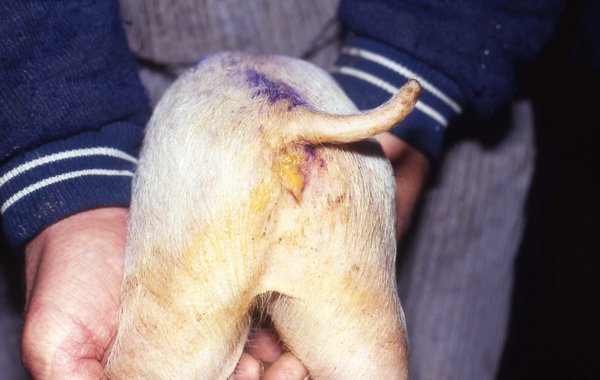 Rotaviral Diarrhoea