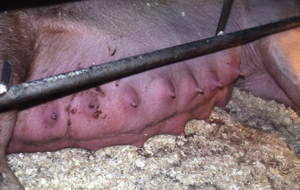 Sow Mastitis