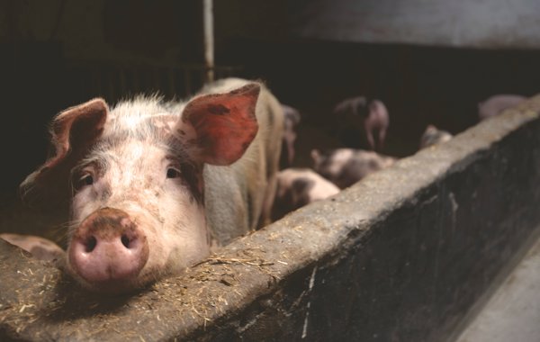 Milking Problems in Sows and Gilts