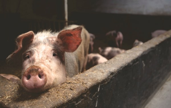 Milking Problems in Sows and Gilts