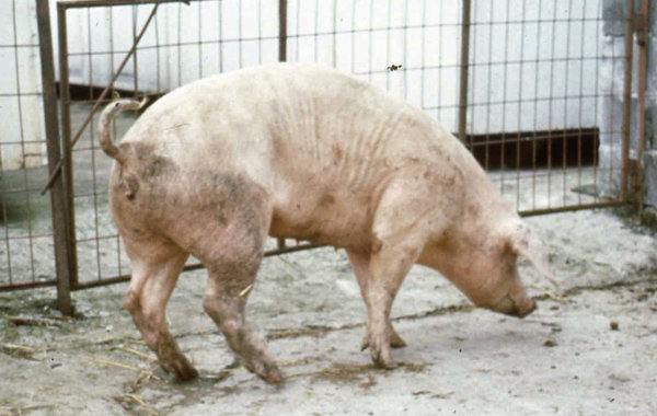 Mycoplasma Arthrititis