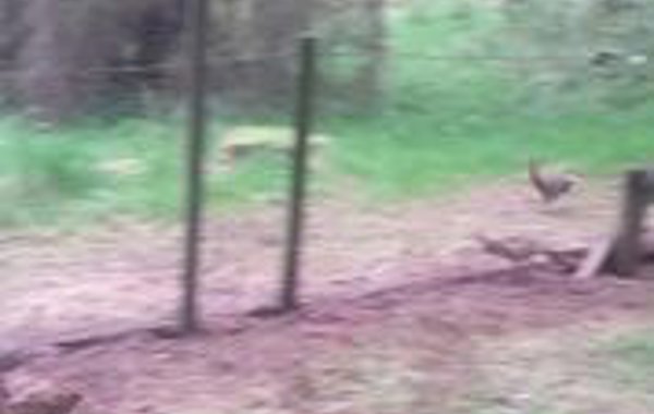Pheasant Ataxia