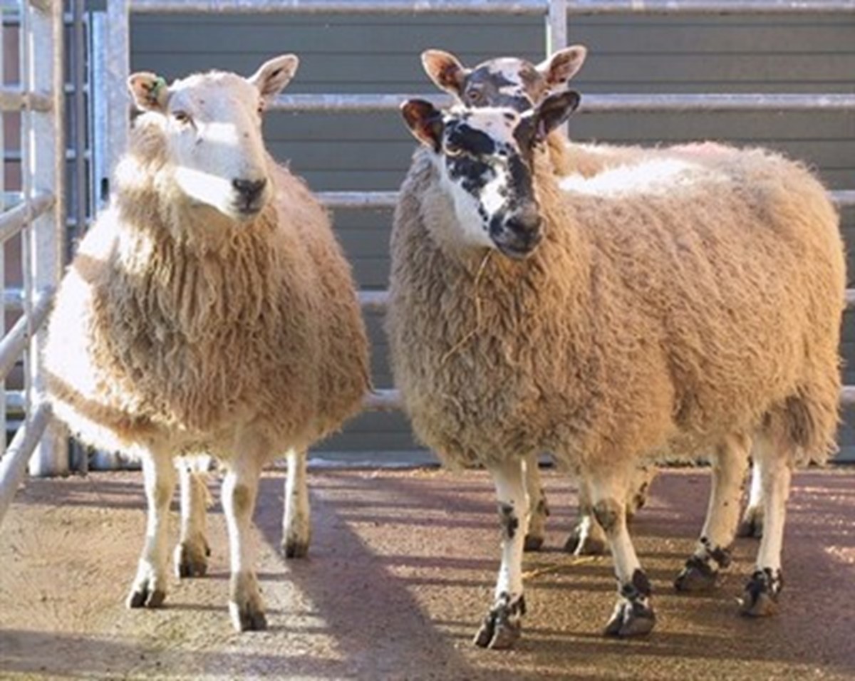 Biosecurity on Sheep Farms