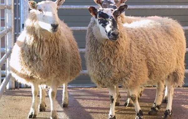 Biosecurity on Sheep Farms