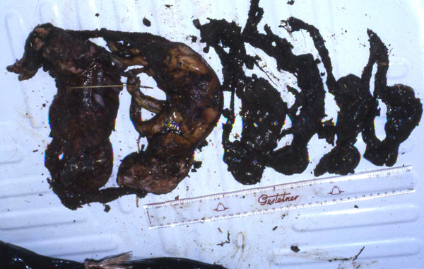 Porcine Parvovirus