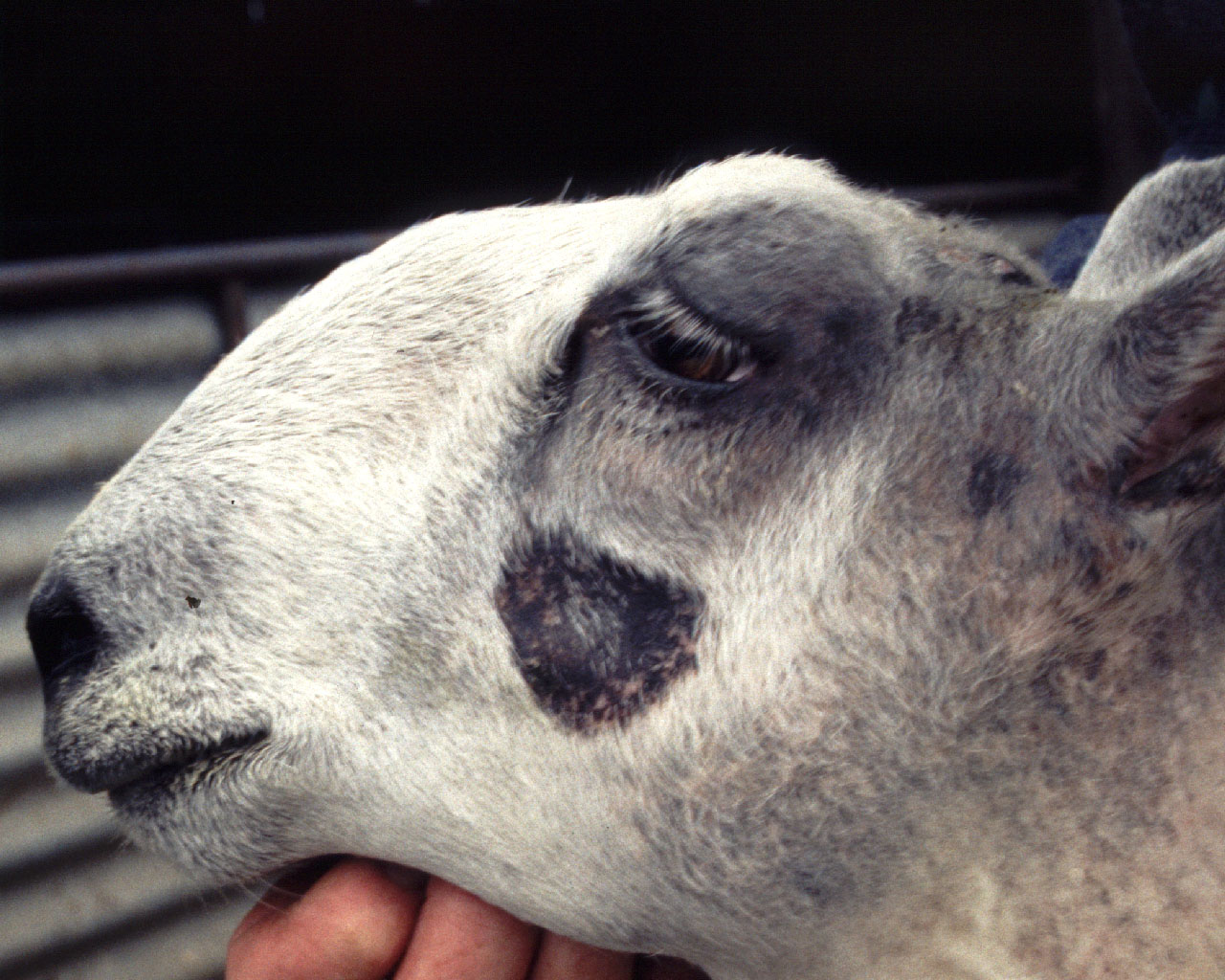 Ringworm in Sheep