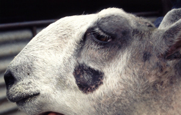 Ringworm in Sheep