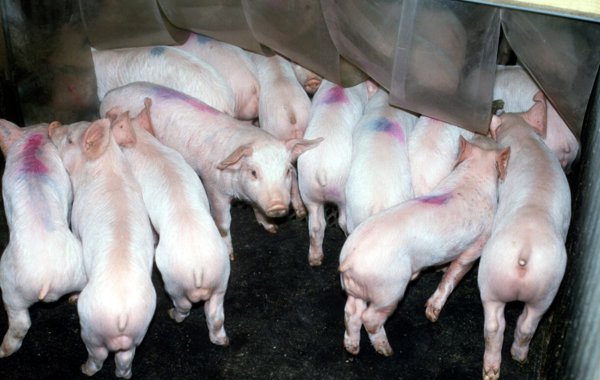 Porcine Reproductive and Respiratory Syndrome (PRRS) in Weaners