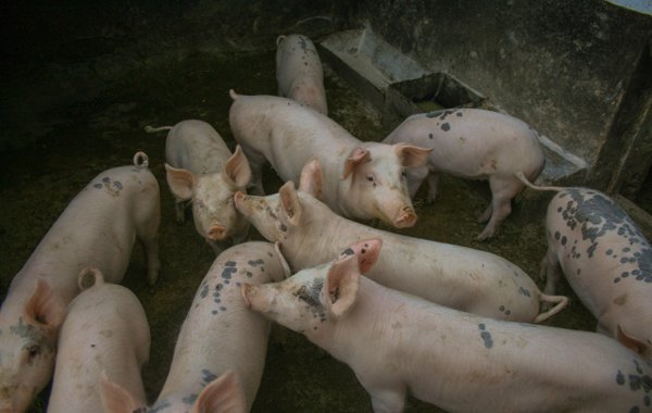 Ileitis and Proliferative Enteropathies in Pigs
