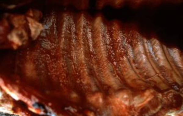 Actinobacillus pleuropneumonia