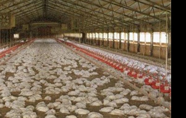 Avian Influenza