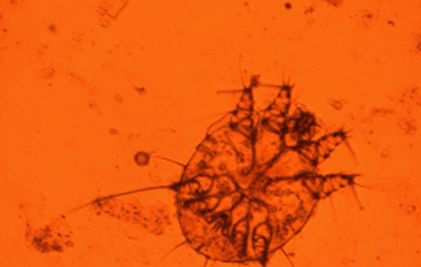 Mange and Lice