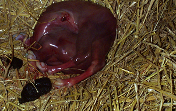 Cattle Medicines