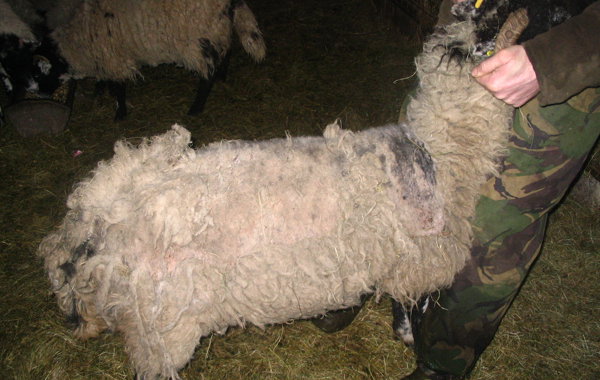 Why are my sheep itchy and how should I treat them?