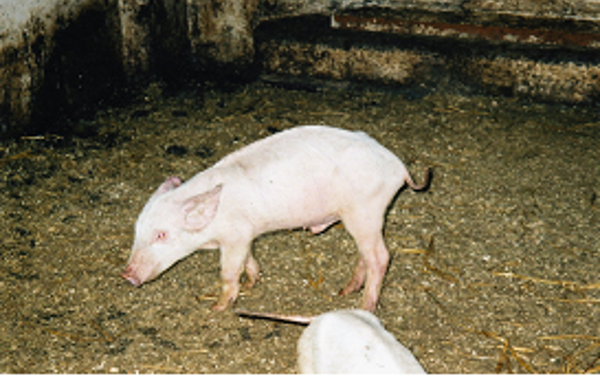Vaccination for the Smaller Pig Population Part 1