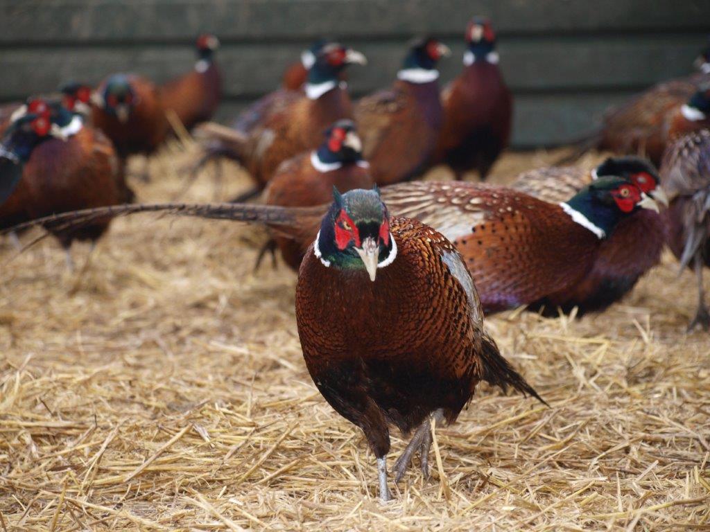 Mycotoxins and Nutrition