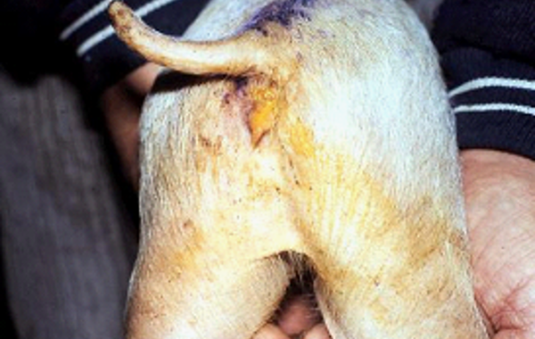 Vaccination for the Smaller Pig Population Part 2