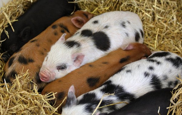 Piglets - The Value of Birth Weights