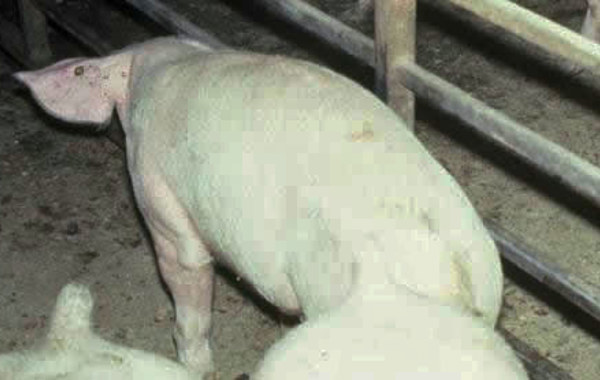 Enzootic Pneumonia