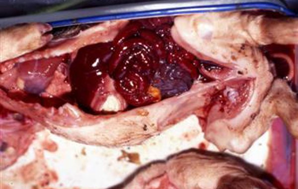 Clostridium Perfringens Infection in Piglets