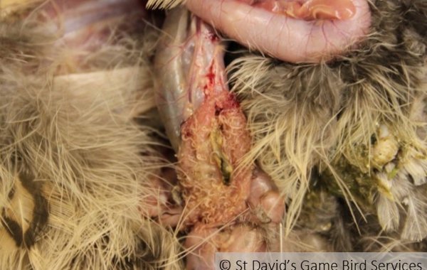 Histomoniasis (Blackhead disease) in Game Birds