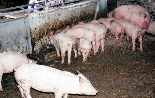 PMWS, Circovirus Disease and PDNS