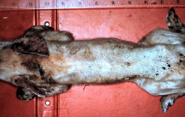 Porcine Epidemic Diarrhoea and Transmissable Gastroenteritis