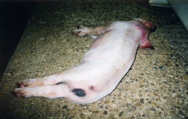 Glässers Disease